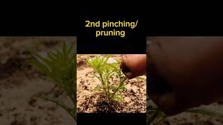 Marigold Plant Care Tips to Get Bushy Shape and More Flowers #marigold #plantcare #marigoldplant