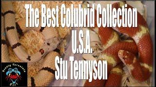 The Best Colubrid Collection in the U.S.A. by Stu Tennyson