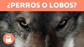 10 RAZAS de PERROS que parecen LOBOS  ¡Descúbrelas!