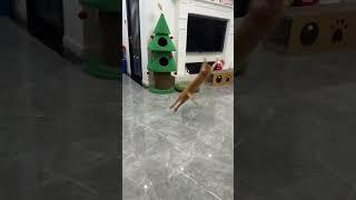 #catvideos
