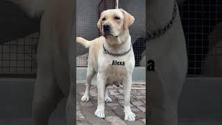 Alexa of sikri kennel#labrador #dog #doglover #female #shorts #trending #viral #video #youtubeshorts