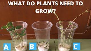 BASIC NEEDS OF PLANTS | WHAT DO PLANTS NEED TO GROW | MUNG BEAN SEEDS EXPERIMENT | MONGO SEEDS |