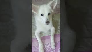 #dog #shortvideo 