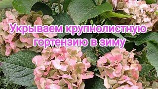 Мой опыт укрытия крупнолистной гортензии 