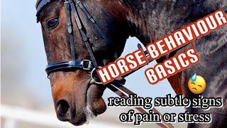 Equine Behaviour Basics: What is Your Horse Saying to You? | Part 1