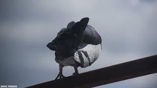 Close-up with a carrier pigeon | Porumbel voiajor | #pigeon #birds #sky