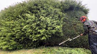 Homeowners Yew Hedges/Shrubs had Not been Trimmed for 3 Years! ( Messy & Overgrown)
