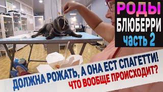 Собака рожает в ветеринарной клинике. Часть 2.