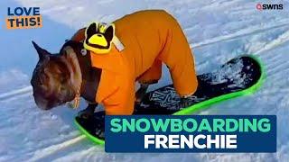 French Bulldog snowboards like a pro | LOVE THIS!