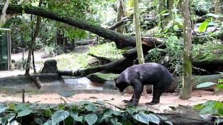 Singapore Zoo Random videos