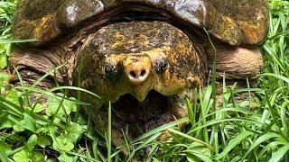 Gregs Turtle Haven is live!