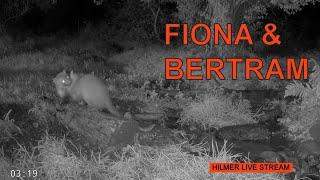 Hilmer Livestream: 22-10-06 Fiona and Bertram (pup B, male)  (Stone marten/Steinmarder/Husmår)