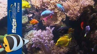 New Life Spectrum Aquarium Fish and Coral Foods