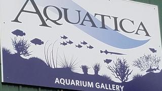 Aquatica Aquarium Gallery Tour