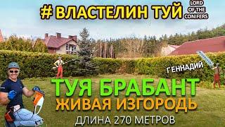 ТУЯ БРАБАНТ / ЖИВАЯ ИЗГОРОДЬ ИЗ ТУИ БРАБАНТ \ @LORD_OF_GARDEN_BELARUS стрижка туй Минск Беларусь