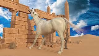 Animation test - Arabian horse and Sahira C