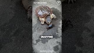 Do THIS if you find a SNAPPING TURTLE in the road! 