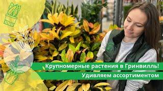 Крупномерные растения в Гринвилль! Удивляем ассортиментом