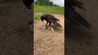 Amazing hawk eagle hunting bird #youtube #birdhunting #youtubeshorts #hunting #birds #youtuber