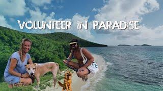 Volunteer Project in Caribbean Island Paradise for Animal Welfare | St. Vincent & the Grenadines