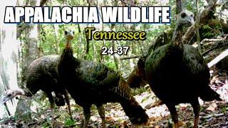 Appalachia Wildlife Video 24-37 of AS THE RIDGE TURNS in the Foothills of the Great Smoky Mountains