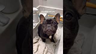 Cute french bulldog puppy’s shower time routine  #frenchbulldog #frenchie #dog #shorts #puppy