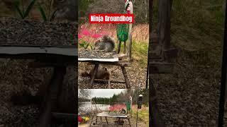 The Making of NINJA GROUNDHOG Bloopers #animals #nature #funnyshorts #squirrel