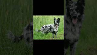 топ 10 самых редких пород собак #собака #shorts