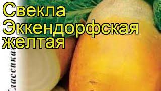 Свекла Эккендорфская желтая. Краткий обзор, описание характеристик, где купить семена beta vulgaris