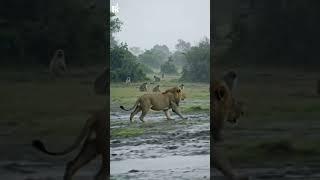 Lion vs Baboon – You Won’t Believe What Happened Next!