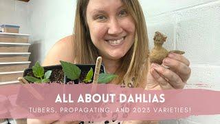 All About Dahlias! // Tubers, Propagation, and New-to-Us Varieties // Green Bee Floral Co.