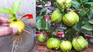 New skills! Growing a guava tree with guava fruit in water