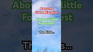 Stunning Geese Migration -Far North food forest. #wildlife #nature #geese