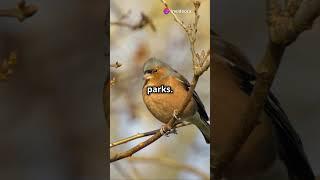 Mind Blowing Facts About Chaffinches!  #birds #bigcat #bigcats