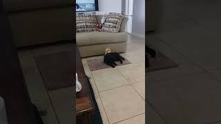 Sabre finally catches that weird red mouse