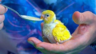 Hand Feeding Hatched Budgie from Incubator