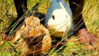 Beautiful Girl Trampling Two Big Rabbits