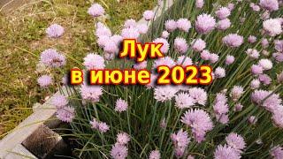 Лук на моём участке в июне 2023 года