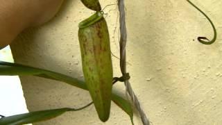 Carnivorous plant video series Episode 3