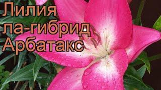 Лилия ла-гибрид Арбатакс (lilium)  лилия Арбатакс обзор: как сажать луковицы лилии Арбатакс