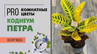 Комнатное растение Кодиеум  или Кротон сорта Петра | Правильный уход за кротоном