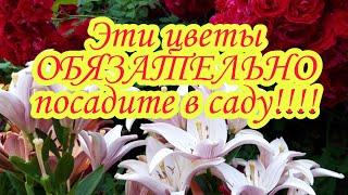 Эти цветы обязательно  посадите в саду.Лилии.Лилии азиатские.Лилии восточные Ландшафтный дизайн.