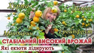 Стабільний високий врожай. Хурма VS Цитрусові. Які екзоти лідирують