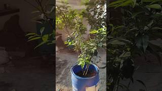 My Vietnam Musambi flowering started | Farming | Fruit garden