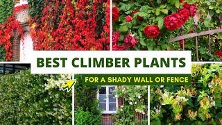 Best Climbing plants for a Shady Wall or Fence 