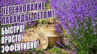 ЧЕРЕНКОВАНИЕ ЛАВАНДЫ ЛЕТОМ! ПРОСТОЙ И ЭФФЕКТИВНЫЙ 100% СПОСОБ! САМЫЙ УСПЕШНЫЙ СПОСОБ ЧЕРЕНКОВАНИЯ!