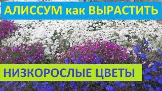 АЛИССУМ обязательно ПОСЕЙТЕ СЕМЕНАМИ цветок для сада как вырастить