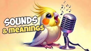 Cockatiel Sounds and Their Meanings