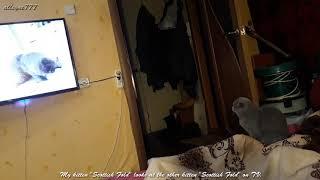My kitten Scottish Fold looks at the other kitten Scottish Fold on TV