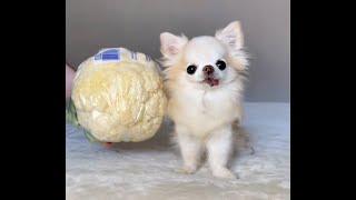 How Small Is Chihuahua Cedric? Part 4 #shorts